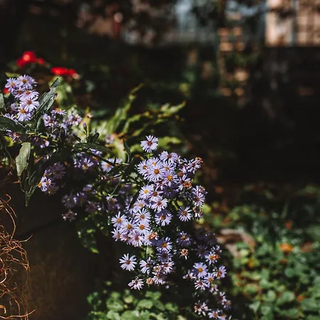 With Atrium Anabela * Tolmin