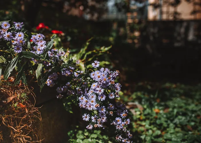 With Atrium Anabela * 托尔明